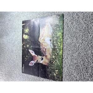 Weekly Reader Animal Neighbors Poster - White-Tailed Deer